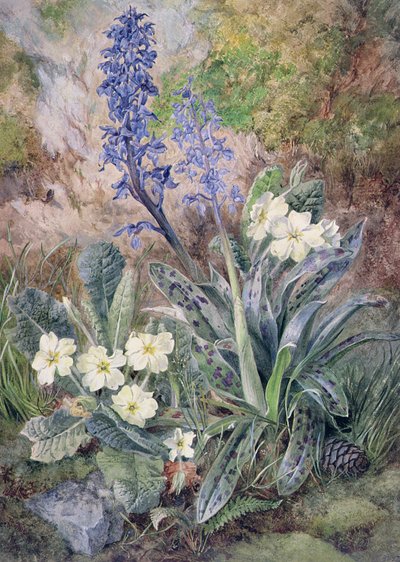 Purple Orchid and Primrose by Thomas Collier